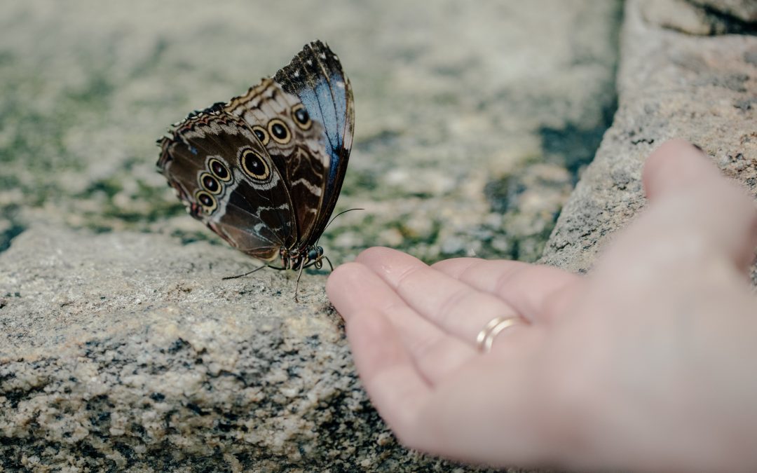 main tendu vers un papillon